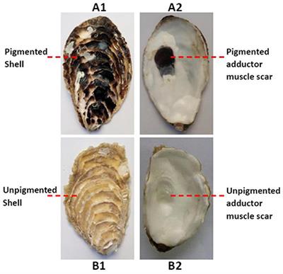A Preliminary Study on the Pattern, the Physiological Bases and the Molecular Mechanism of the Adductor Muscle Scar Pigmentation in Pacific Oyster Crassostrea gigas